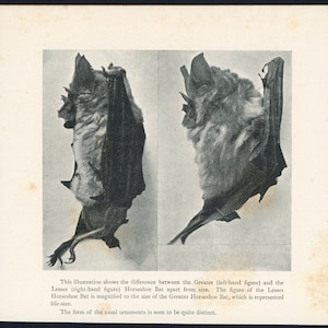 c. 1904 HORSESHOE BATS lithograph • original antique print • Halloween decor • chiroptera • chauve souris • vampire • bats print