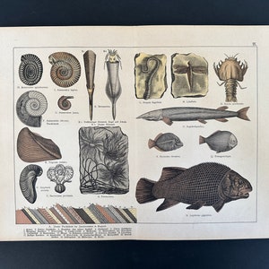 c. 1878 LARGE FOSSIL lithograph • original antique print • prehistoric life print • fossil animals • prehistoric organisms • extinct animals