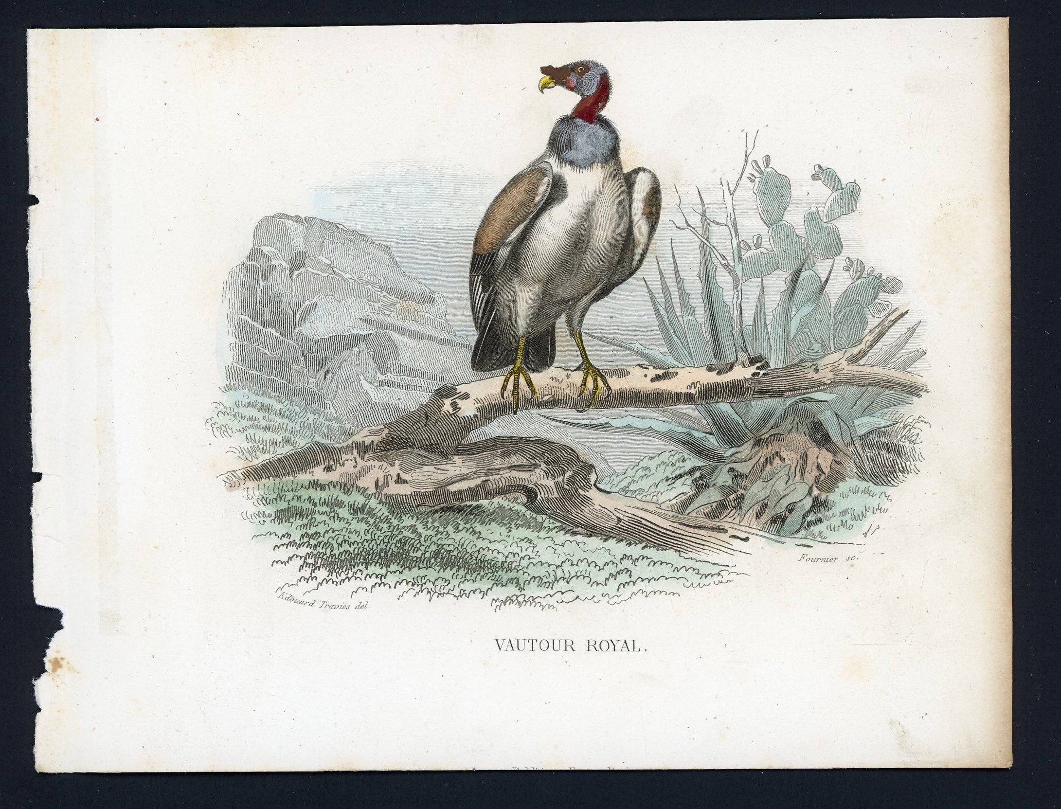 C. 1837 VULTURE Engraving • Original Antique Print • Bird