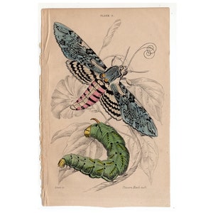 c. 1843 antique MOTH BUTTERFLY ENGRAVING original antique entomology print insects Lepidoptera Caterpillar butterflies unicorn hawk moth