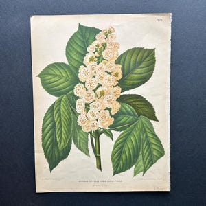 C. 1879 HORSE CHESTNUT TREE print • original antique print • botanical print • deciduous tree • Genus Aesculus • 9.75 x 12.5&quot;