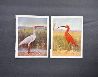 c. 1914 WHITE & SCARLET IBISES lithographs • set of 2 original antique prints • wading bird prints • ibis print • red ibis •