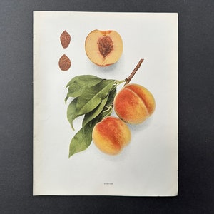 c. 1917 VINTAGE PEACH lithograph - original vintage fruit print - vintage botanical print - kitchen decor - foster peaches