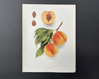 c. 1917 VINTAGE PEACH lithograph - original vintage fruit print - vintage botanical print - kitchen decor - foster peaches