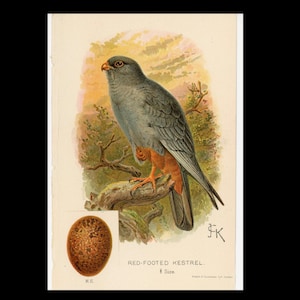 c. 1895 RED FOOTED KESTREL bird & egg lithograph • original antique print • song bird print • bird with her egg print