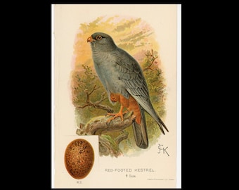 c. 1895 RED FOOTED KESTREL bird & egg lithograph • original antique print • song bird print • bird with her egg print