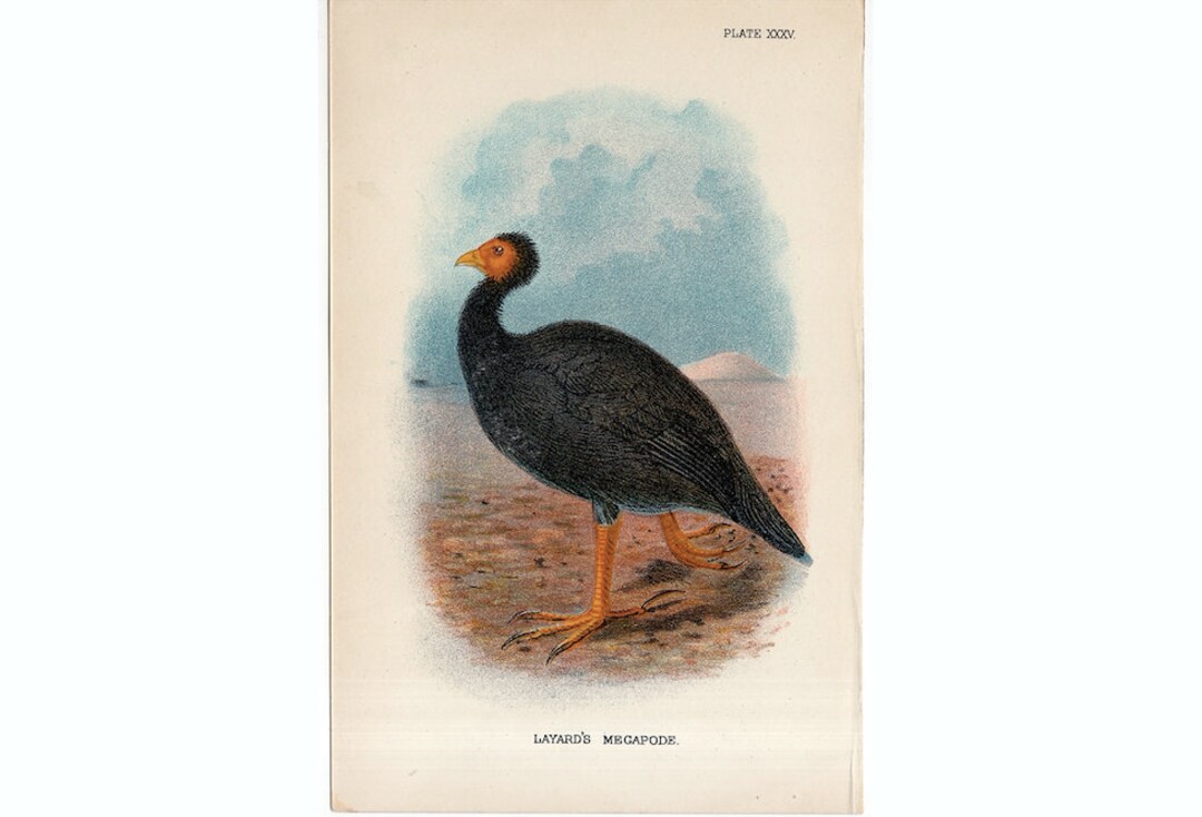 Layard Print C. 1896 LAYARD'S MEGAPODE Print • Original Antique Print • Bird Print ...