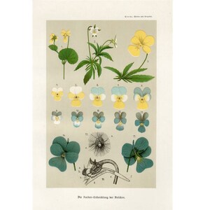 c. 1890 - FLOWER COLOR & DEVELOPMENT lithograph - original antique print - botany botanical garden print of pansy petals plant anatomy