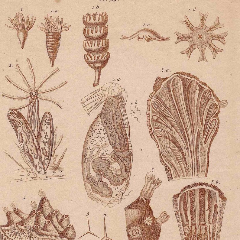 C. 1835 ZOOPHYTES Print Original Antique Print Etsy