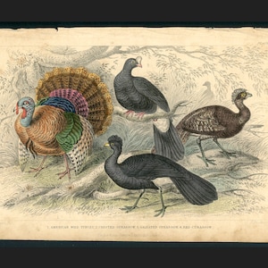 c. 1859 GAME BIRDS engraving • original antique print • Goldsmith hand colored engraving • bird print • wild turkey & Curassows