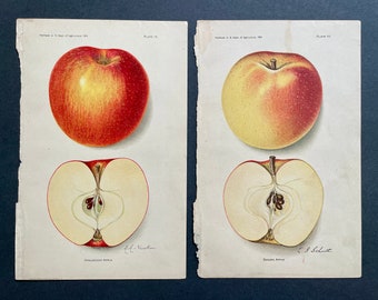 c. 1913 APPLE lithographs • set of 2 original antique prints •  botanical print • kitchen art  • fruit prints • banana & opalescent apples