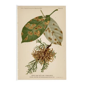 May include: Vintage botanical illustration of apple leaf rust and cedar apple. The image features detailed drawings of affected leaves and plant structures, with text at the bottom. The leaves are green and white with brown spots.