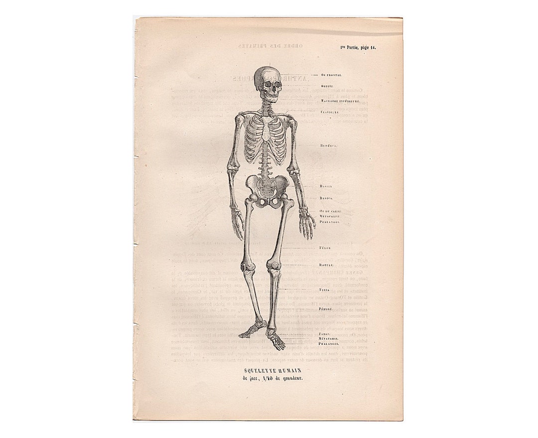 C. 1854 HUMAN SKELETON Lithograph • Original Antique Print • Human ...