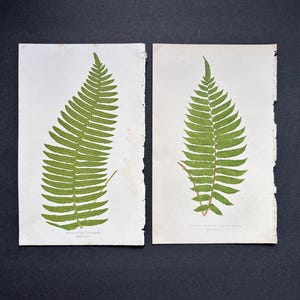 c. 1872 FERN lithographs • set of 2 original antique prints • Lowe botanical print • green ferns print • fern frond print • fern prints