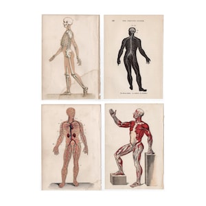 c. 1884 ANTIQUE ANATOMY prints • original antique prints • medical illustrations - skeleton • nerves muscles & circulation • set of 4