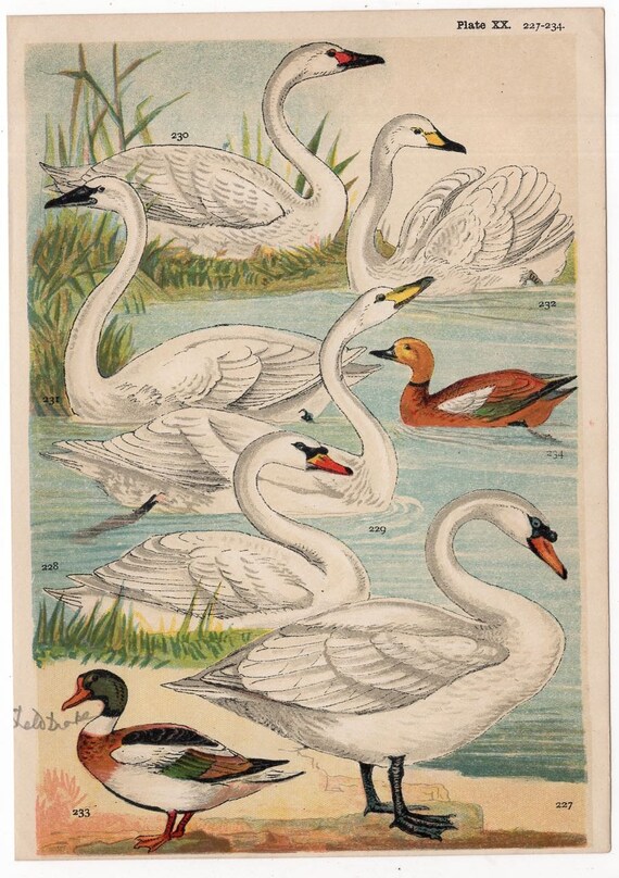 アンティーク フレーム 鳥の絵画 リトグラフ 1904 年頃のアンティーク