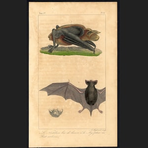 C. 1831 BATS engraving • original antique print • hand colored engraving • chiroptera print • Halloween decor • vampire print • plate 12