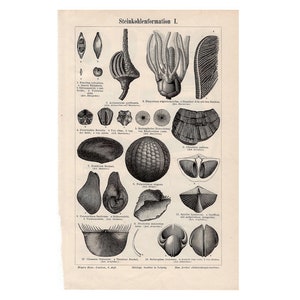 1894 ANTIQUE SEED LITHOGRAPH seeds & pods original antique botanical print