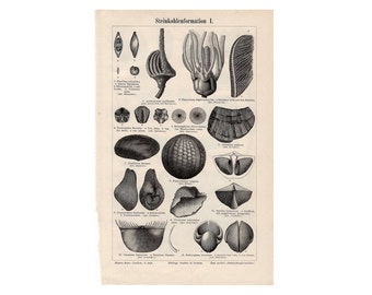 1894 ANTIQUE SEED LITHOGRAPH seeds & pods original antique botanical print