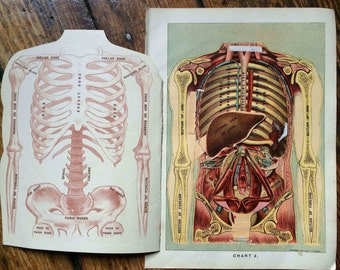 c. 1903 HUMAN ANATOMY lithograph - interactive medical lithograph - original antique print - 3D layers of the human body - torso & abdomen