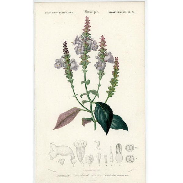 c. 1849 PERSIAN SHIELD FLOWER engraving - original antique botanical print - print by D'Orbigny - hand colored engraving • Strobilanthes