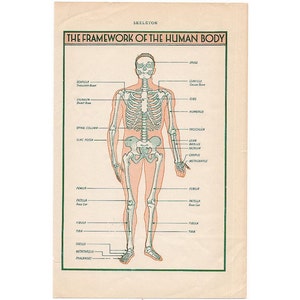 C. 1946 SKELETON Lithograph • Original Vintage Print • Medical ...