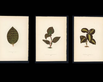 3x ANTIQUE ORCHID LEAF prints c.1872 - original antique prints by Lowe - plant print - botanical prints - antique botanical lithographs