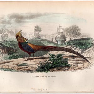 c. 1858 GOLDEN PHEASANT engraving • original antique print • hand colored engraving • game bird print • Rainbow pheasant • Chinese pheasant