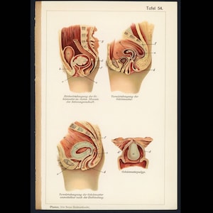 c. 1902 FEMALE ANATOMY lithograph • original antique print • OBGYN • medical illustration • women’s health • reproductive system • womb