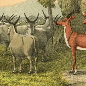May include: A group of brown and white antelopes stand in a grassy field. A red and white antelope stands in the foreground, looking to the left.