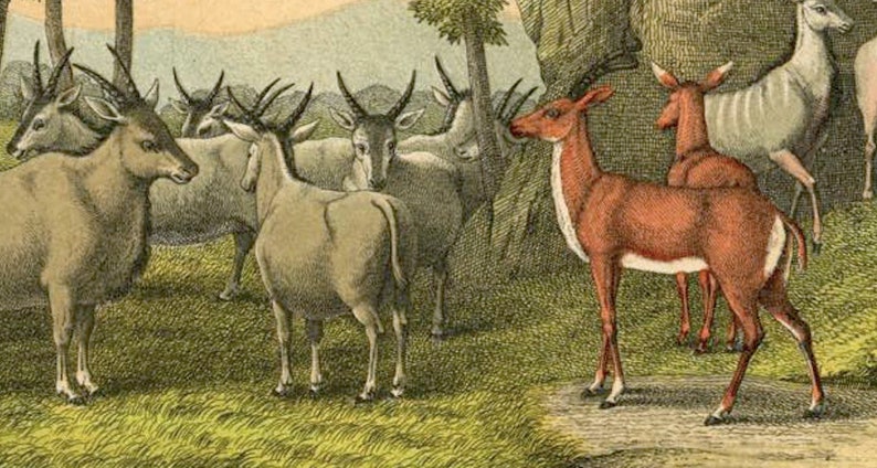 May include: A group of brown and white antelopes stand in a grassy field. A red and white antelope stands in the foreground, looking to the left.