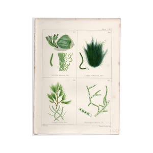 c. 1872 GREEN SEAWEED print • original antique prints • marine botanicals • phycology prints • marine algae • British Sea-Weeds • sea flora