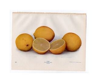 c. 1900 LIMES lithograph • original antique print • citrus print • gardening print • lime print • fruits & vegetables • food print