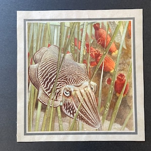 c. 1945 CUTTLE FISH lithograph • original vintage print - large size underwater sea life scene print