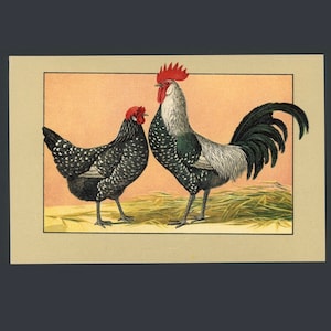 C. 1899 Litografía POULTRY • grabado antiguo original • estampado de gallinas • grabado de gallos • estampado de animales de granja • pollo doméstico •