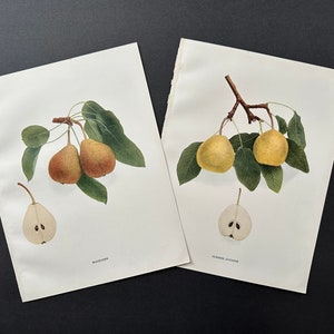 1921 年頃の PEAR リトグラフ • オリジナルアンティークプリント 2 枚セット • フルーツプリント • 植物プリント • 梨