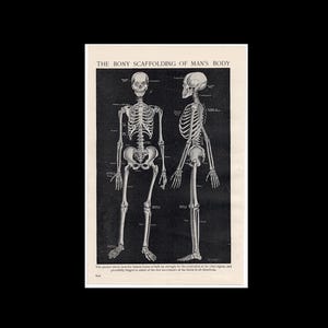 c. 1910 SKELETON lithograph • original antique print • human anatomy print • bones skull • medical illustration - skeletal system print