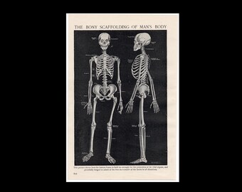 1871 年レア医療彫刻、人間の頭蓋骨プリント、人間の骨構造プリント