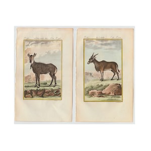c. 1800 ANTELOPE engravings • set of 2 original antique prints • antelopes • pronghorn print • buck doe • Buffon animal prints