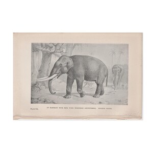 c. 1892 MASTODON • lithograph • original antique print • prehistoric animals • Miocene period • paleo art • extinct! elephant with 4 tusks