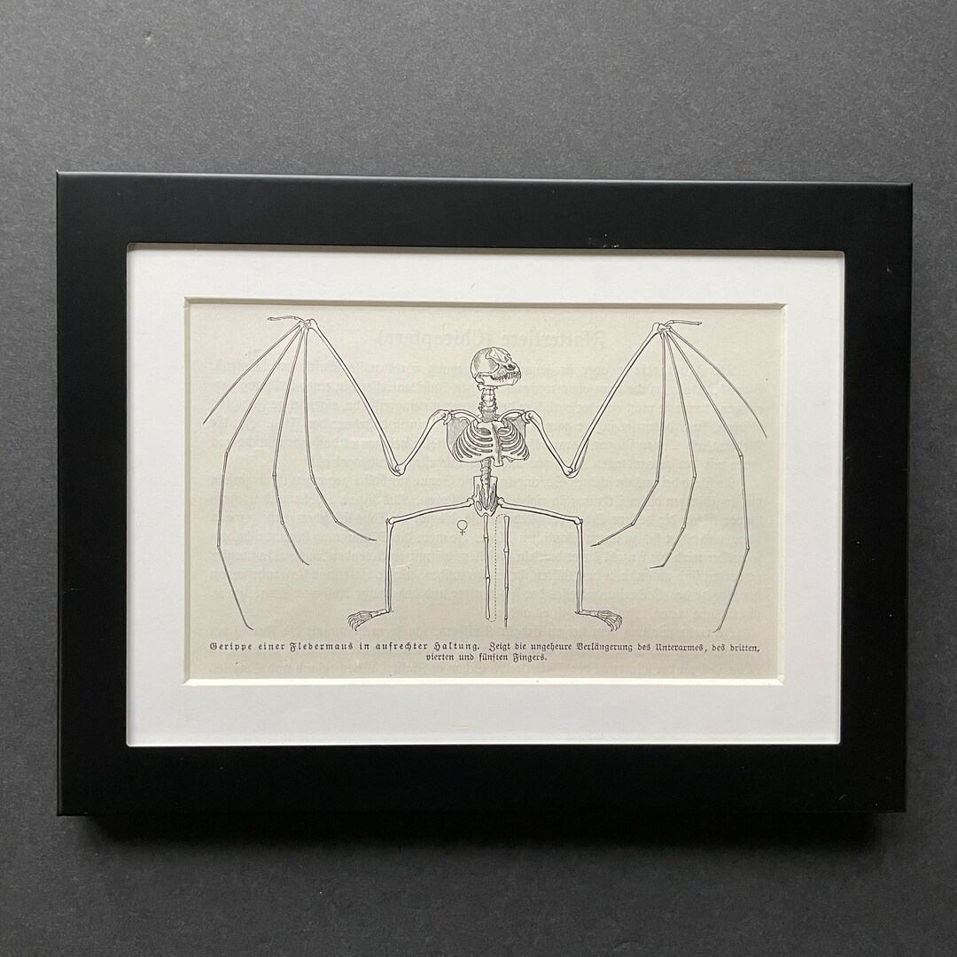 C. 1900 Framed BAT SKELETON Lithograph • Original Antique Print • Small ...
