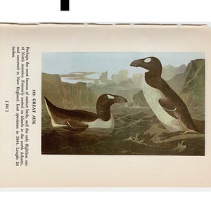 アンティーク　プリント　フレーム　GREAT  AUK Great Auk - Antique Lithograph - Giclee Print - Framed