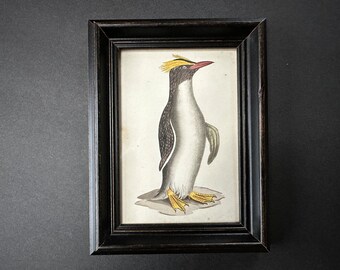 FRAMED c. 1824 CRESTED PENGUIN lithograph • original antique print • hand colored lithograph • antique bird print • Antarctica bird • alcids