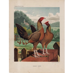 C. 1890 Litografía de AVES de CORRAL • impresión antigua original • gallo y gallina • litografía de aves • Impresión de pollos Henny Game