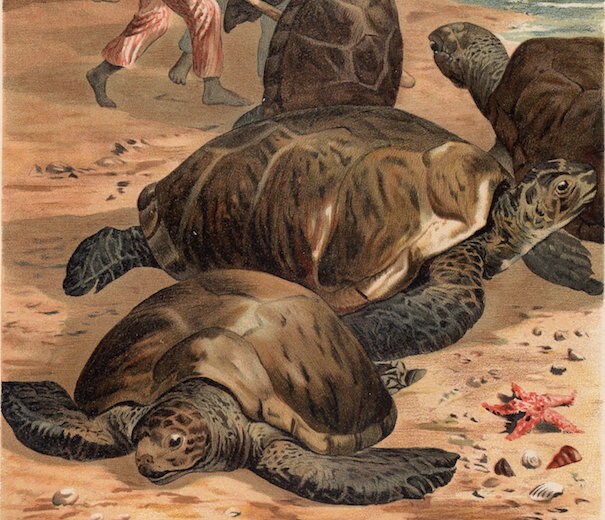 C. 1882 SEA TURTLE Lithograph • Original Antique Print • Reptile