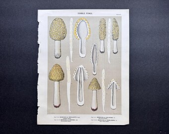Litografía de setas morillas c. 1890 • Grabado antiguo original • Setas comestibles • Micología • Boleto • Hongo • Umami • Hongos Morchella