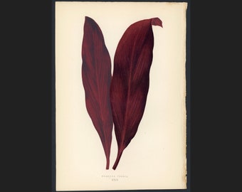 c.1872 ANTIQUE LEAF PRINT - botanical lithograph - original antique print by Lowe - leaved plant horticulture leaves foliage -