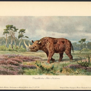 c. 1902 WOOLLY RHINOCEROS lithograph • original antique print • dinosaur • fossil reptiles - extinct animal - prehistoric animal • by Harder
