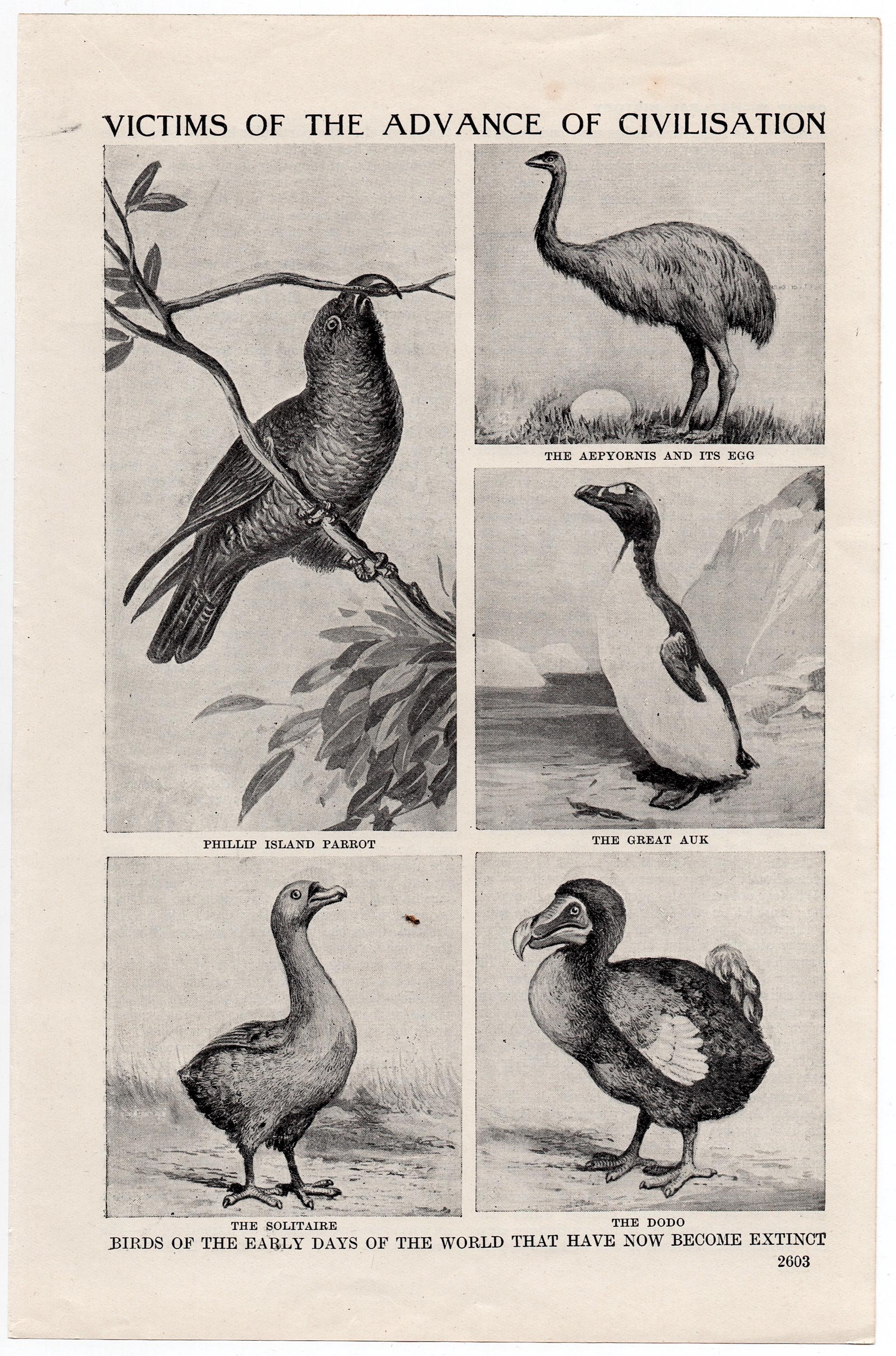 Birds : The Art of Ornithology 絶滅鳥 Birds: The Art Of Ornithology