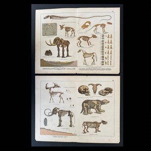 c. 1878 FOSSIL SKELETT Lithographien • Set von 2 original antiken Drucken • prähistorischer Lebensdruck • prähistorische Organismen • ausgestorbene Tiere